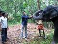 Kewl Elephant Muna