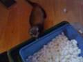 Ferret-Dig-Box