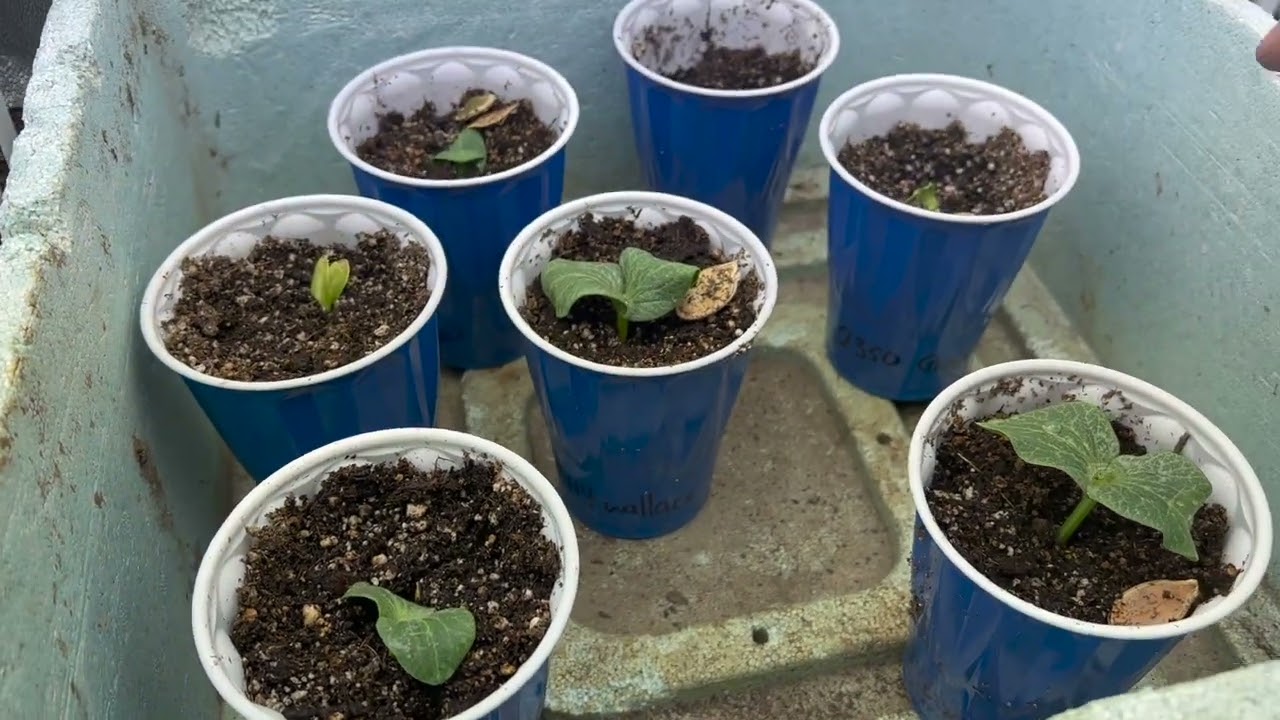 Pot Up You Giant Pumpkin Plants.