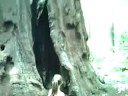 karenna at calaveras big trees karenna at calaveras big trees