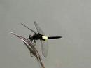 ????????Pseudothemis zonata??Video 07 ?