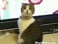 dramatic-cat-plus-orchestral-score.html