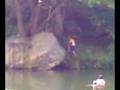 videos de the spot swing