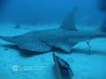 Shark Vs. Sea Snake