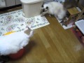 �����ˤȥ��ȡ��ɤ������ä��θ�.wmv:YouTube������=0��