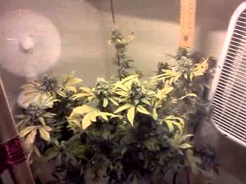 how to grow with a 400 watt hps