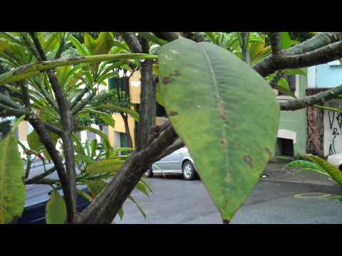 how to fertilize cestrum nocturnum
