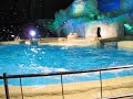 Dolfijnenshow Dolfinarium harderwijk