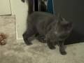 Korat kitten playtime