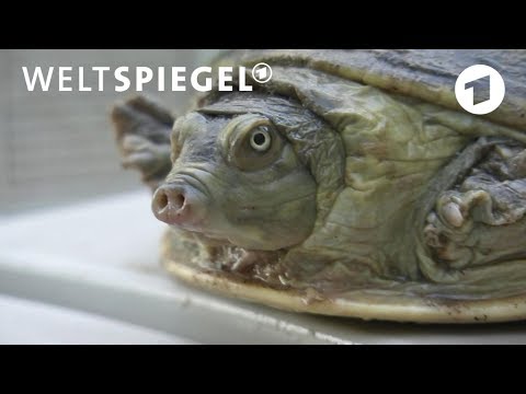 Knnen Schildkrten den Ganges retten? | Weltspiege ...