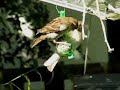 Moineau affamé devient acrobate