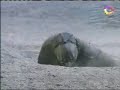 Revelando MAGIA e ILUSIONISMO Escape Bajo tierra a lo JUDINI