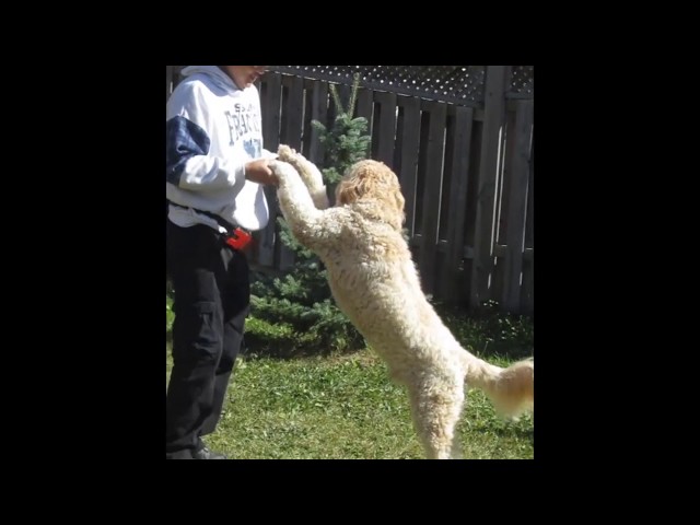 May Flower Doggy Day Care Doggy Boarding off 16th Ave/McCowan in Animal & Pet Services in Markham / York Region
