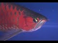 Powerfull Elkindored Arowana 60 cm Powerfull Elkindored Arowana 60 cm