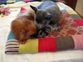 foxy crazy kisser