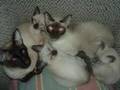 Siamese Groups