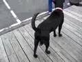 Dog with Big Balls