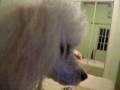 selma`s videos