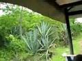 Cenote Cuzama - Video1