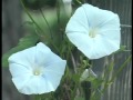 Morning Glory or BINDWEED? Look Alikes.