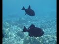 Donnie MacGowan\