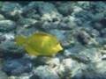 Donnie MacGowan's Snorkel The Big Island