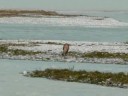 campo de hielo norte