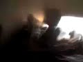 Perra a Go Go - Vecinos Nocivos