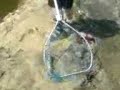 Dogfish Bowfin fishing