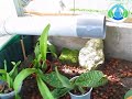 Orchidarium Fleursdubien Orchidarium Fleursdubien