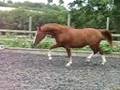 videos de Hilda Matilda, Tuigpaard Dutch Harness, Invisible lunging
