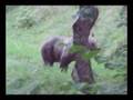 video Medo 20.8.2007 (Brown...