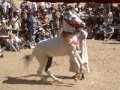 Pushkar Camel Fair - 2008