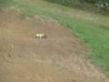 Amqui RC 2008: buggy session