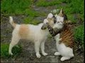 Cats and Dogs (Whitney Houston)