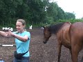 Spelen met paarden Spelen met paarden