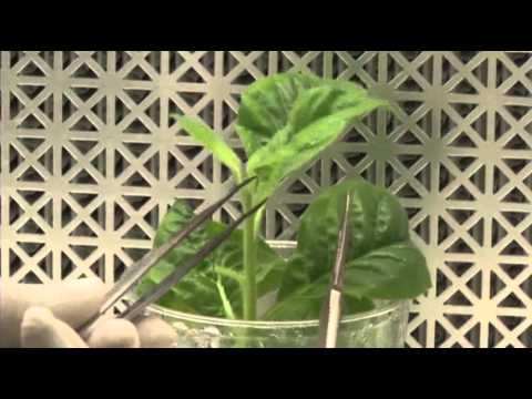 Be - Biofuel researchers at UC Berkeley may keep the tobacco industry from going up in smoke. Scientists are engineering tobacco plants to produce oils that can s...