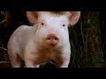 Babe (1995)