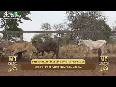 518 LEILO VIRTUAL MB LEILES