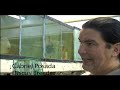 Breeding Discus