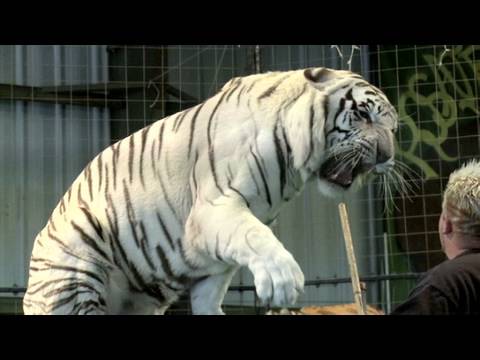 how to train tigers