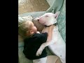 Bull Terrier