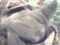 live action       bulbul   yellow vented