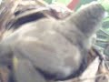 live action       bulbul   yellow vented