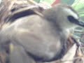 live action       bulbul   yellow vented