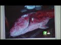 Sushi Substitution A Widespread Problem