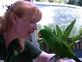 Sacramento Zoo - Lullaby for a Parrot
