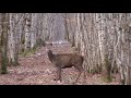 cerfs-biches-jeunes.27.12.09 (2eme)