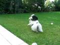 Papillontreffen