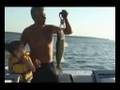 walleye fever